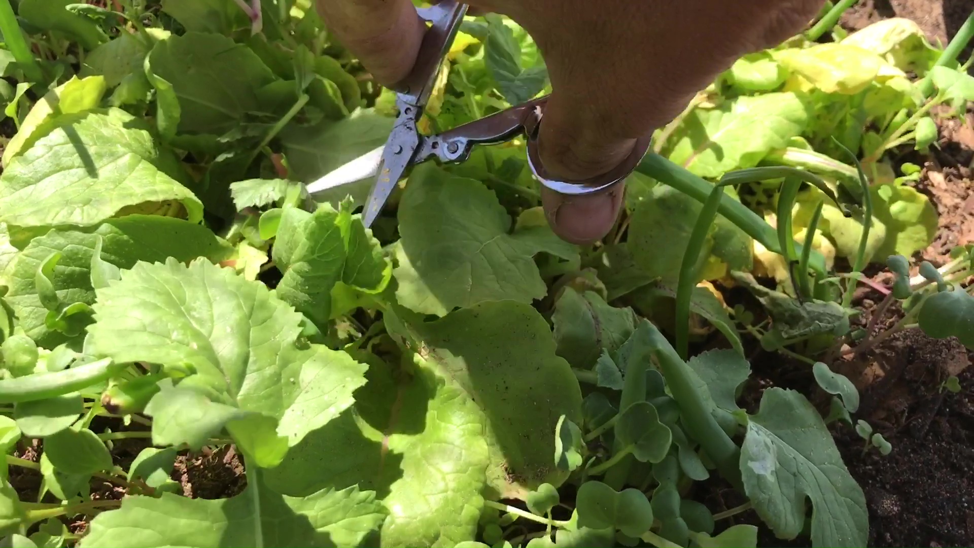 01 First Greens And Herbs Harvest Of The Year With Stainless Steel Folding Scissors