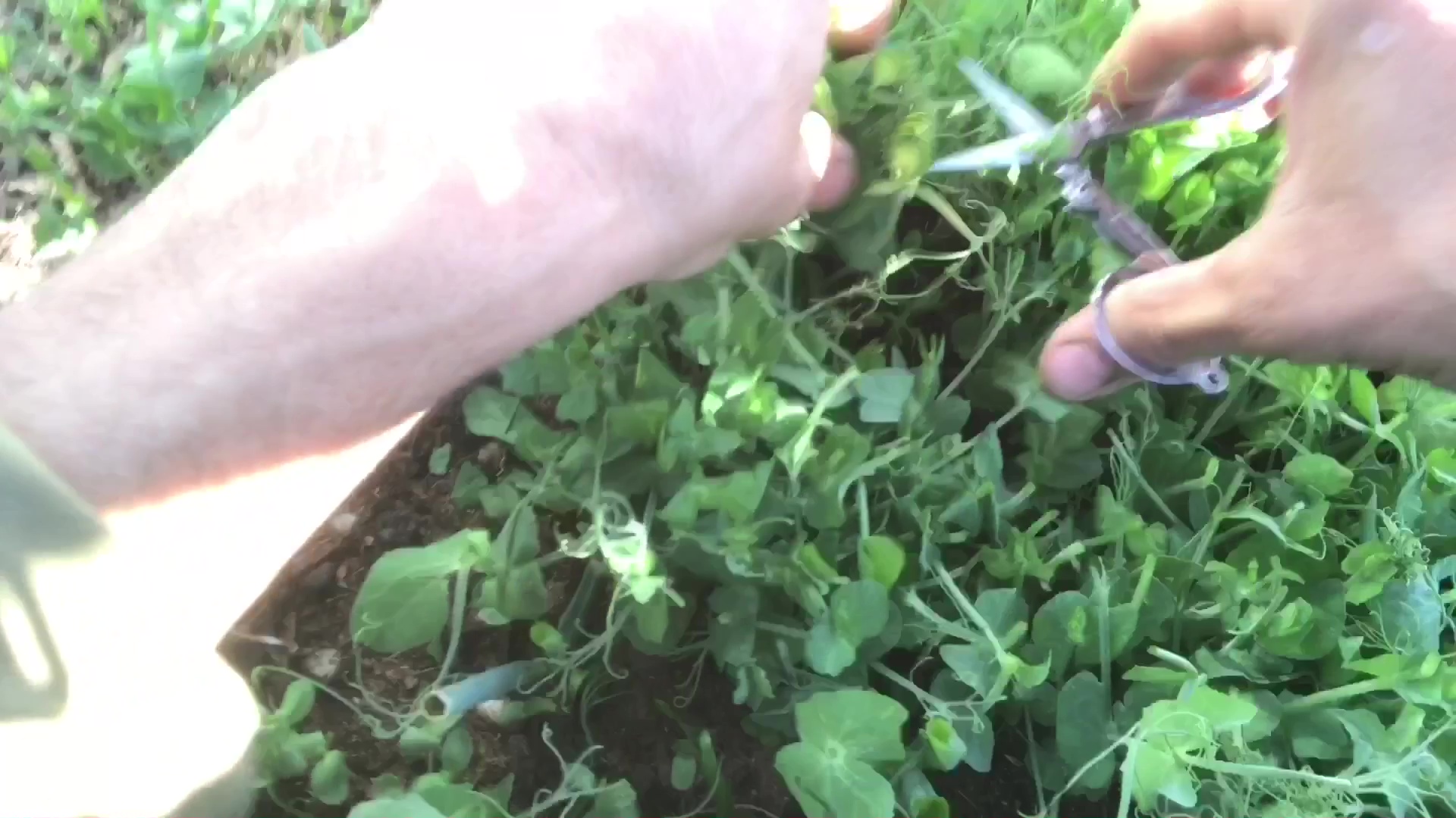 01 Harvesting Pea Micro Greens With Stainless Steel Folding Scissors