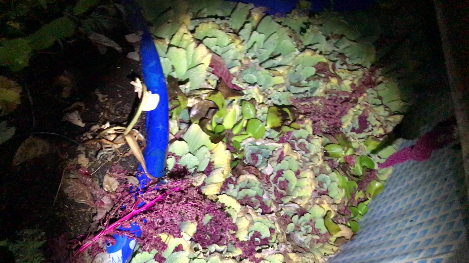 02 Amaranth Seeds On Water Lettuce