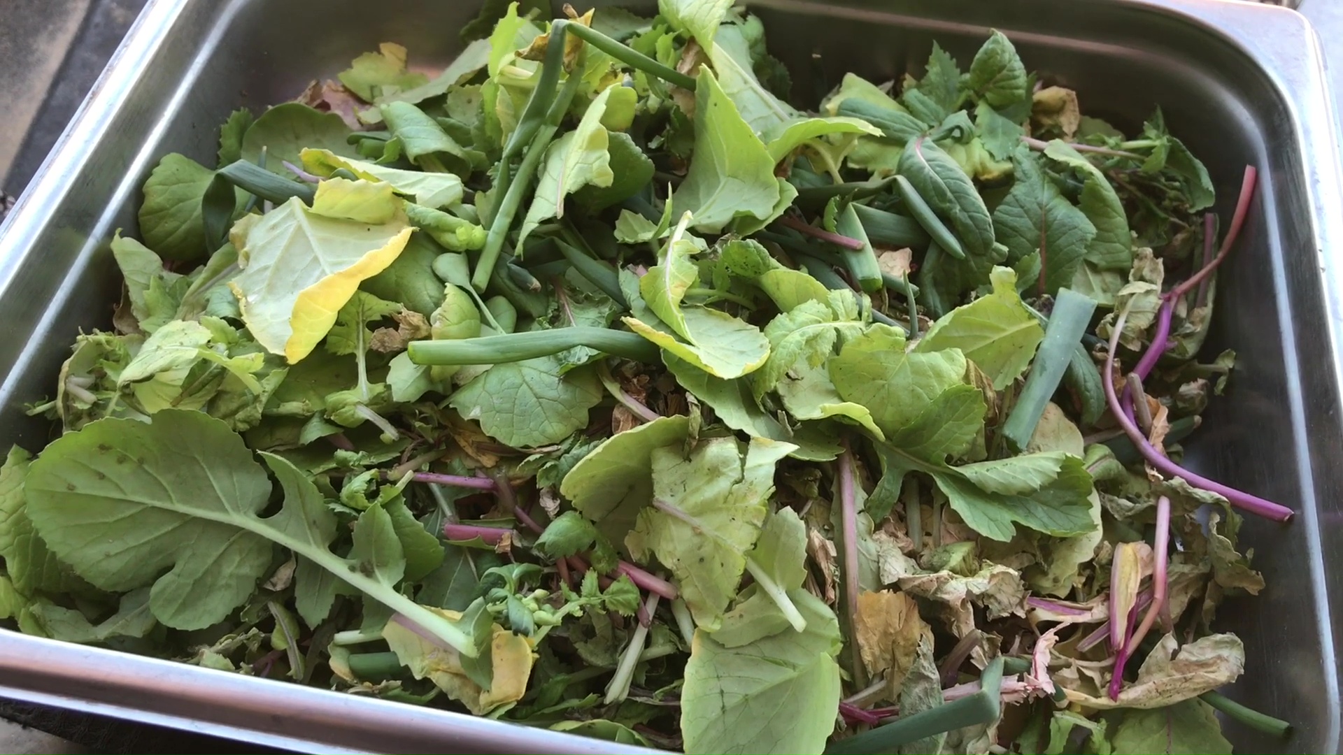 02 Collecting Harvested Greens And Herbs In Stainless Steel Tray