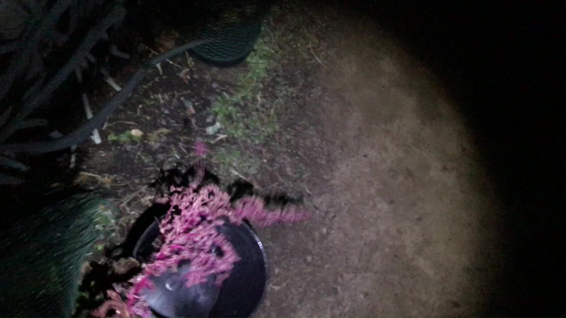 03 Harvesting Amaranth And Collecting In 5 Gallon Bucket