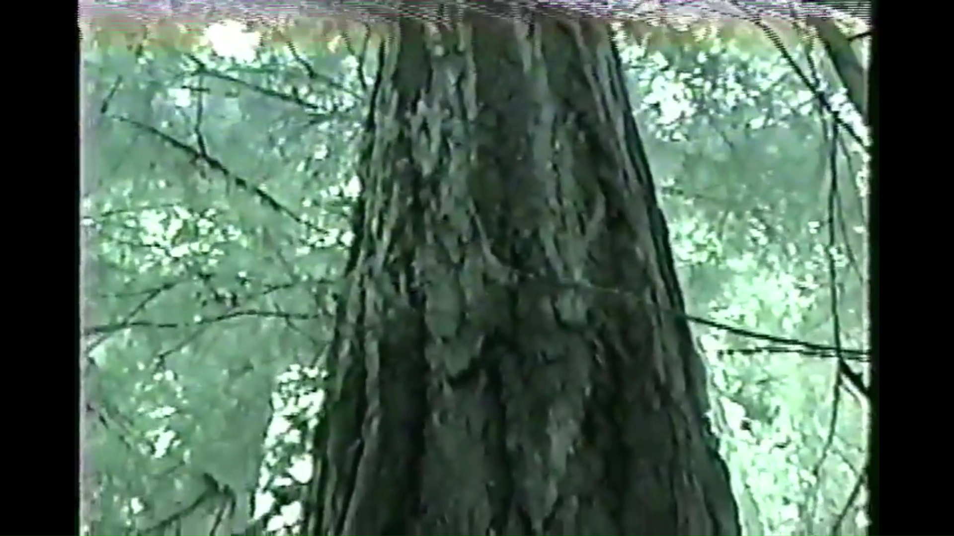 03 Old Growth Rain Forest Tree