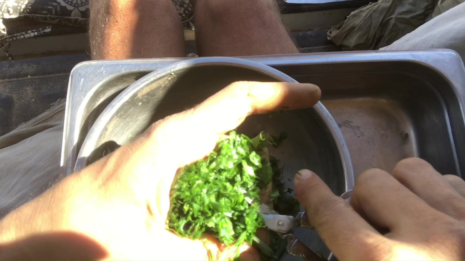 03 Prepping Pea Micro Greens For Fermentation Kimchi By Holding In A Fist And Cutting With Scissors