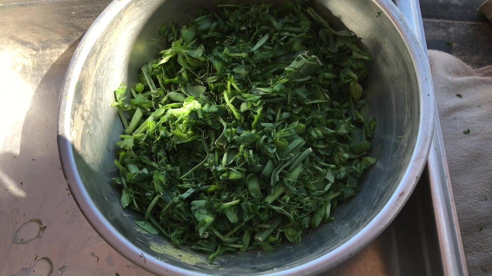 04 Fine Cut Pea Micro Greens In A Bowl Ready To Be Transferred To Kimchi Fermentation Jar