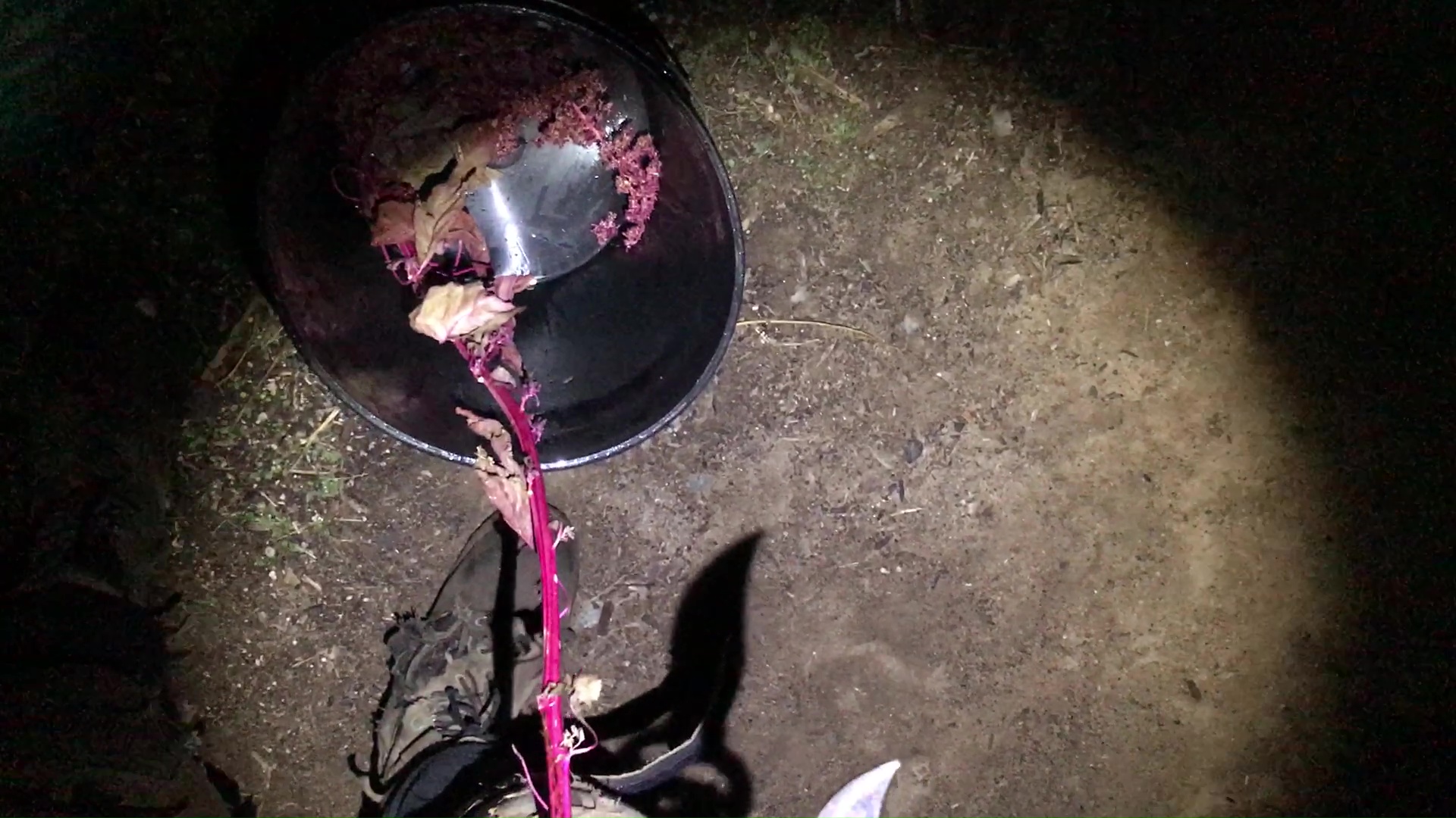 04 Using Pruning Shears To Cut Amaranth Stems