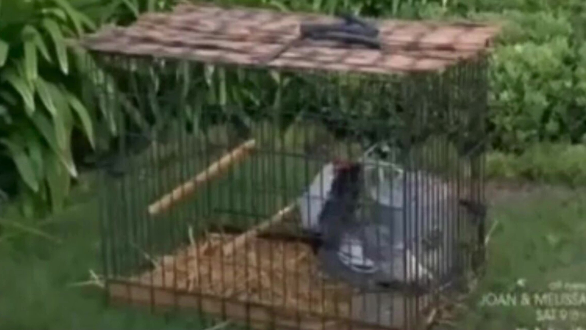 05 Chicken Transport Cage With Bamboo Fence Shade