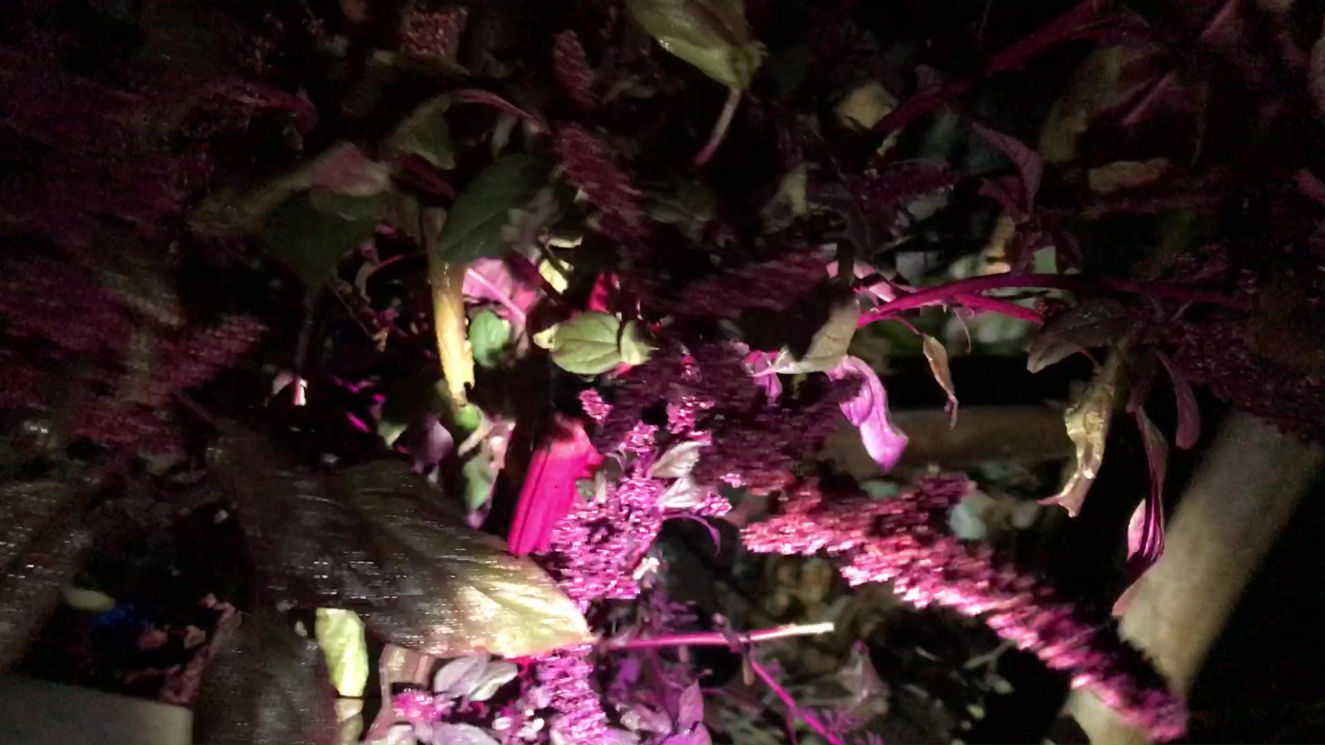 05 Using Pruning Shears To Cut Amaranth Stems 01