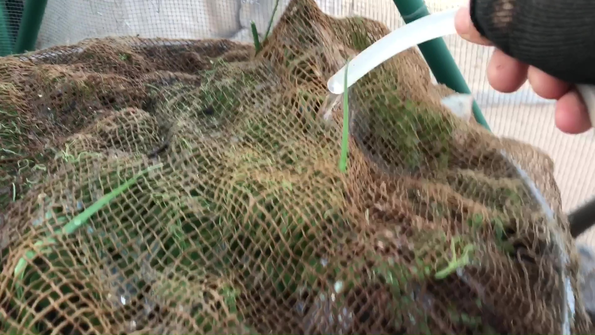 05 Watering Distressed Seedlings In Sand Storm Through Protective Wind Break Burlap Shade Cloth