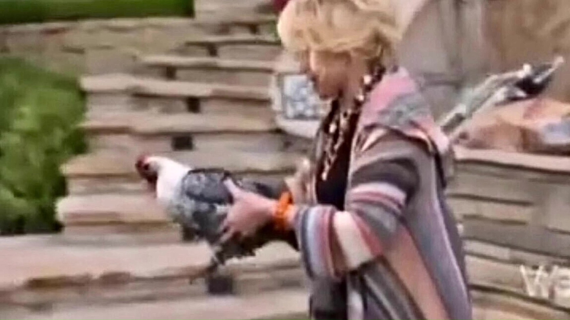 07 Joan Rivers Picking Up And Moving Chicken In Backyard 01