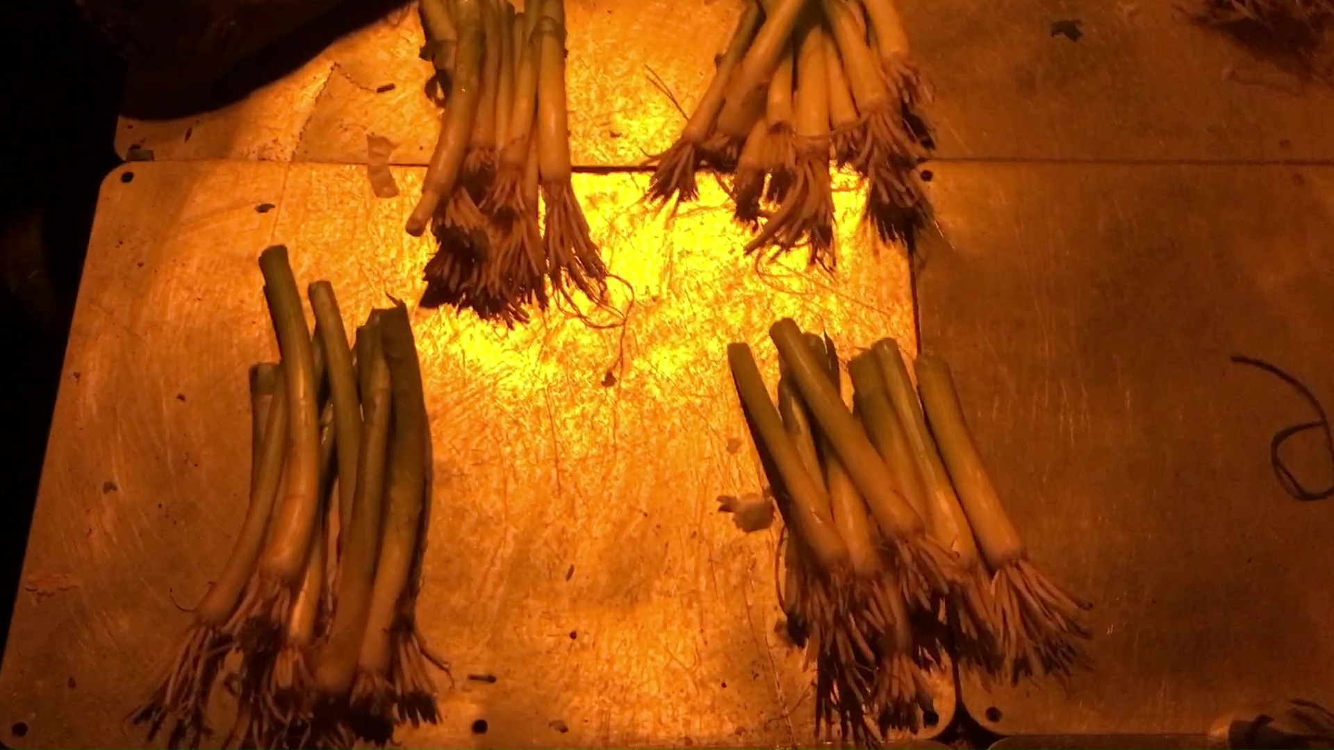 10 Counting Out Bundles Of Green Onion Roots To Plant In Container Gardens