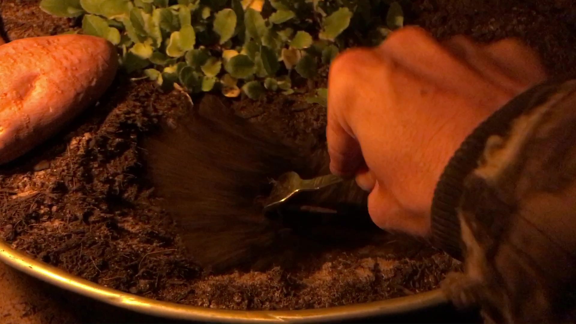 19 Using A Fork To Loosen Soil To Plant A Sweet Potato