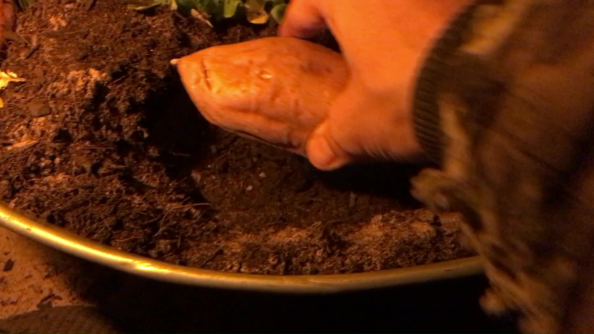 20 Planting A Sweet Potato