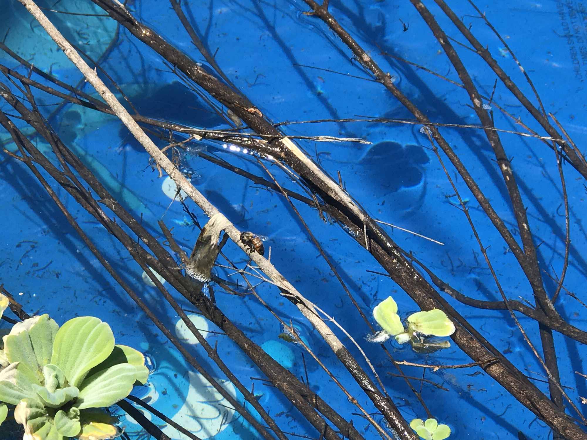 Above Ground Pool Chinampa Aquaculture Island Water Gardens 04