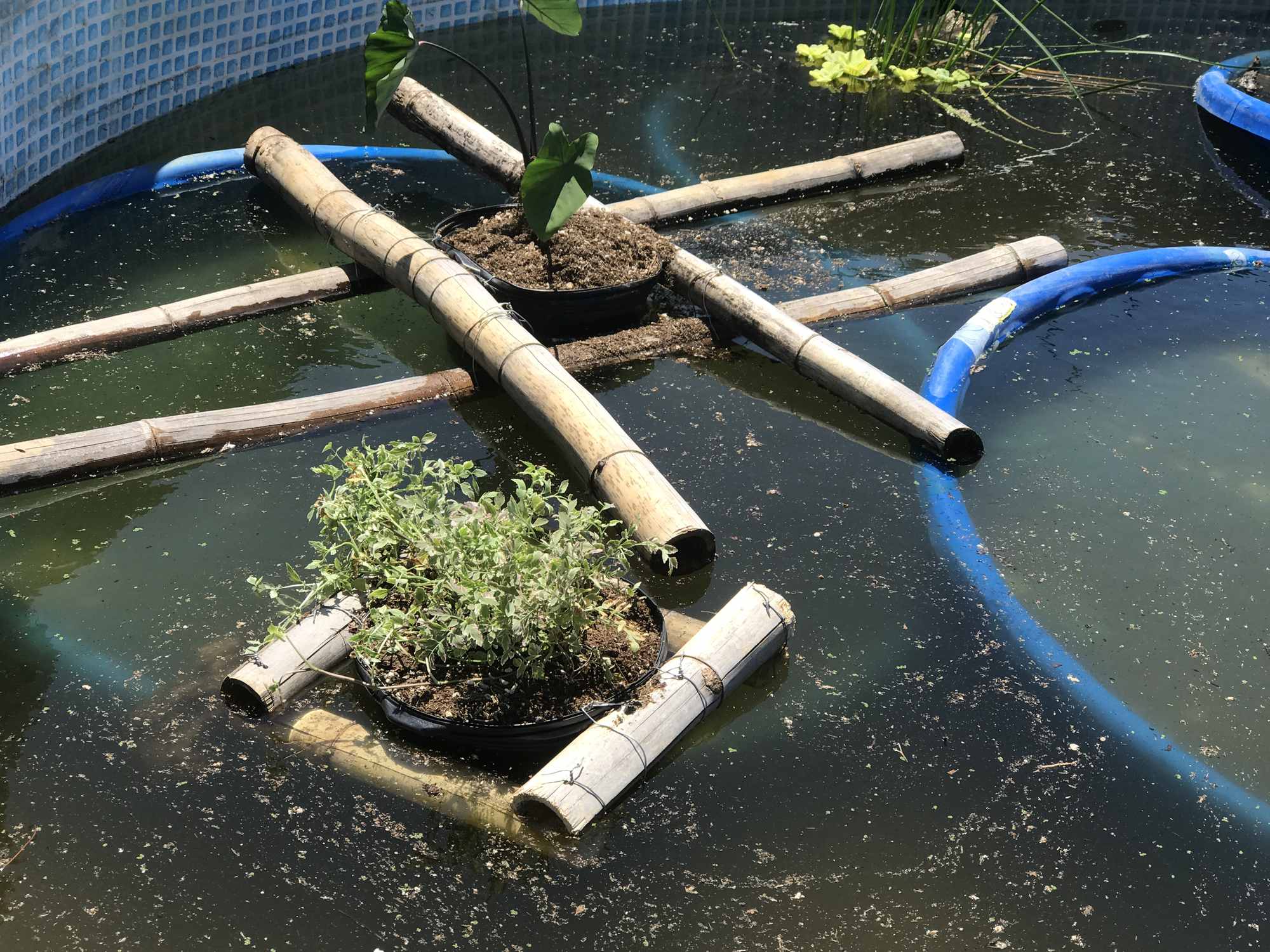 Above Ground Pool Chinampa Aquaculture Island Water Gardens 08