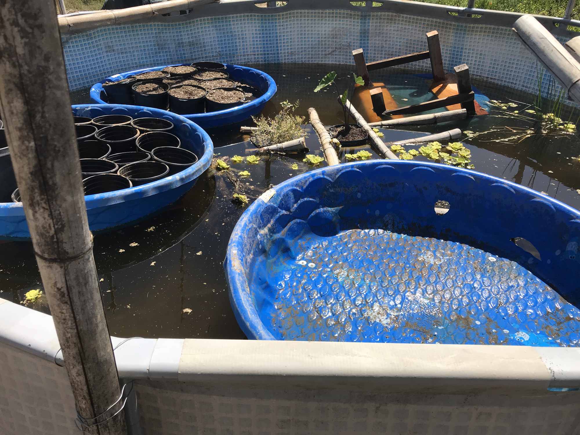 Above Ground Pool Chinampa Aquaculture Island Water Gardens 17