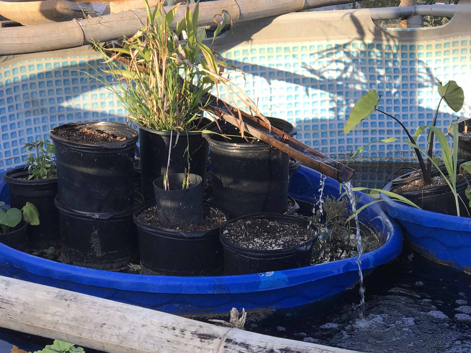 Above Ground Pool Chinampa Aquaculture Island Water Gardens 19