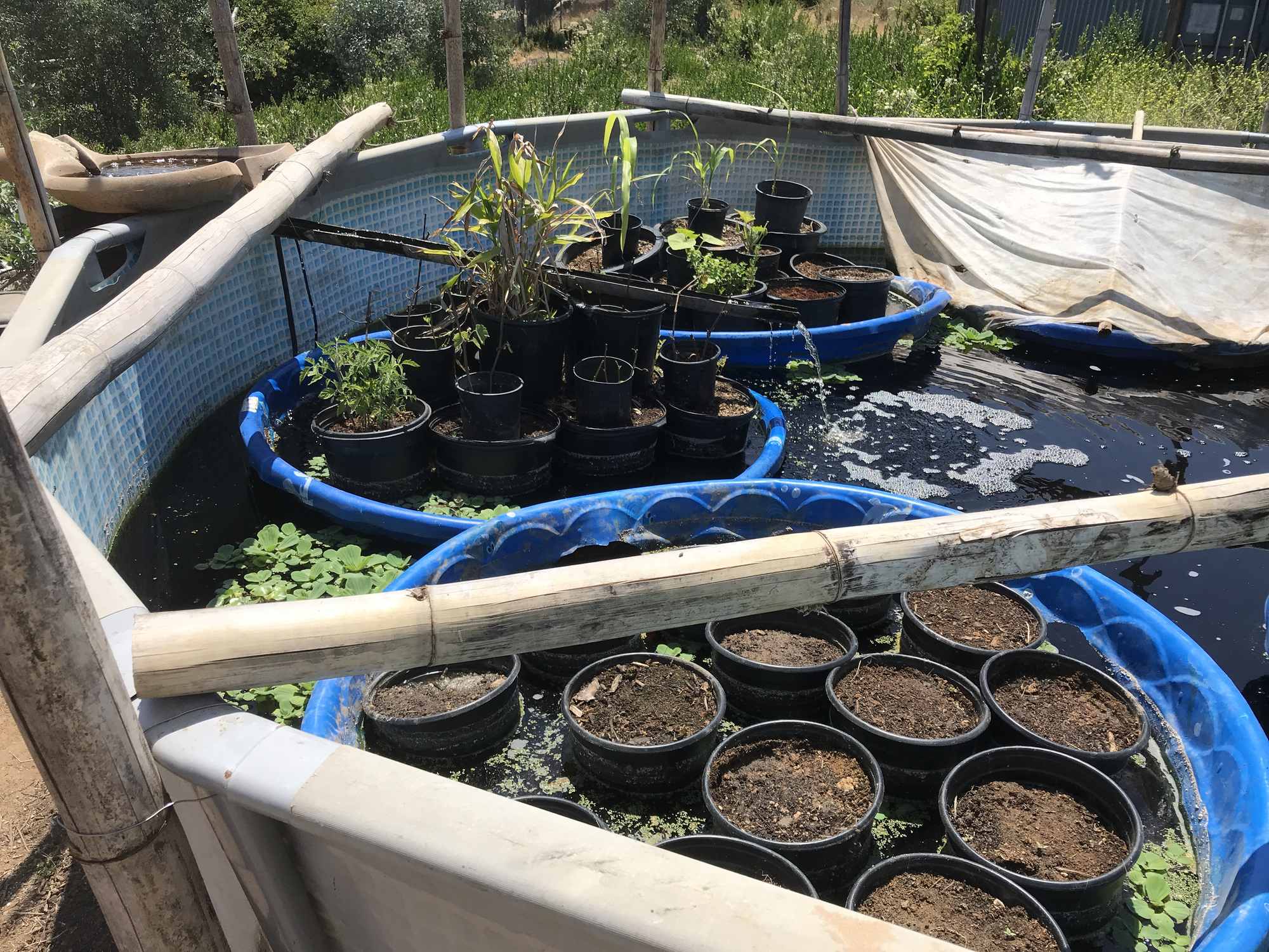 Above Ground Pool Chinampa Aquaculture Island Water Gardens 25