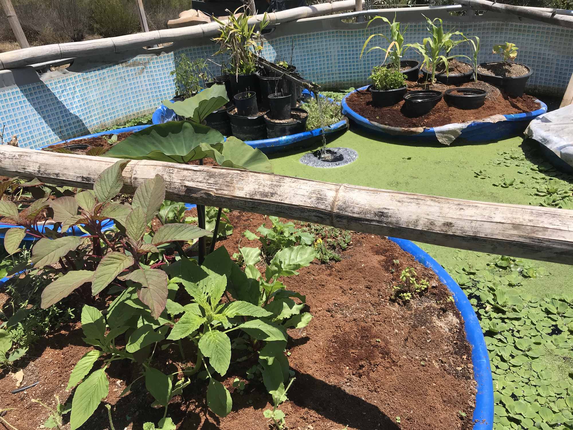 Above Ground Pool Chinampa Aquaculture Island Water Gardens 26