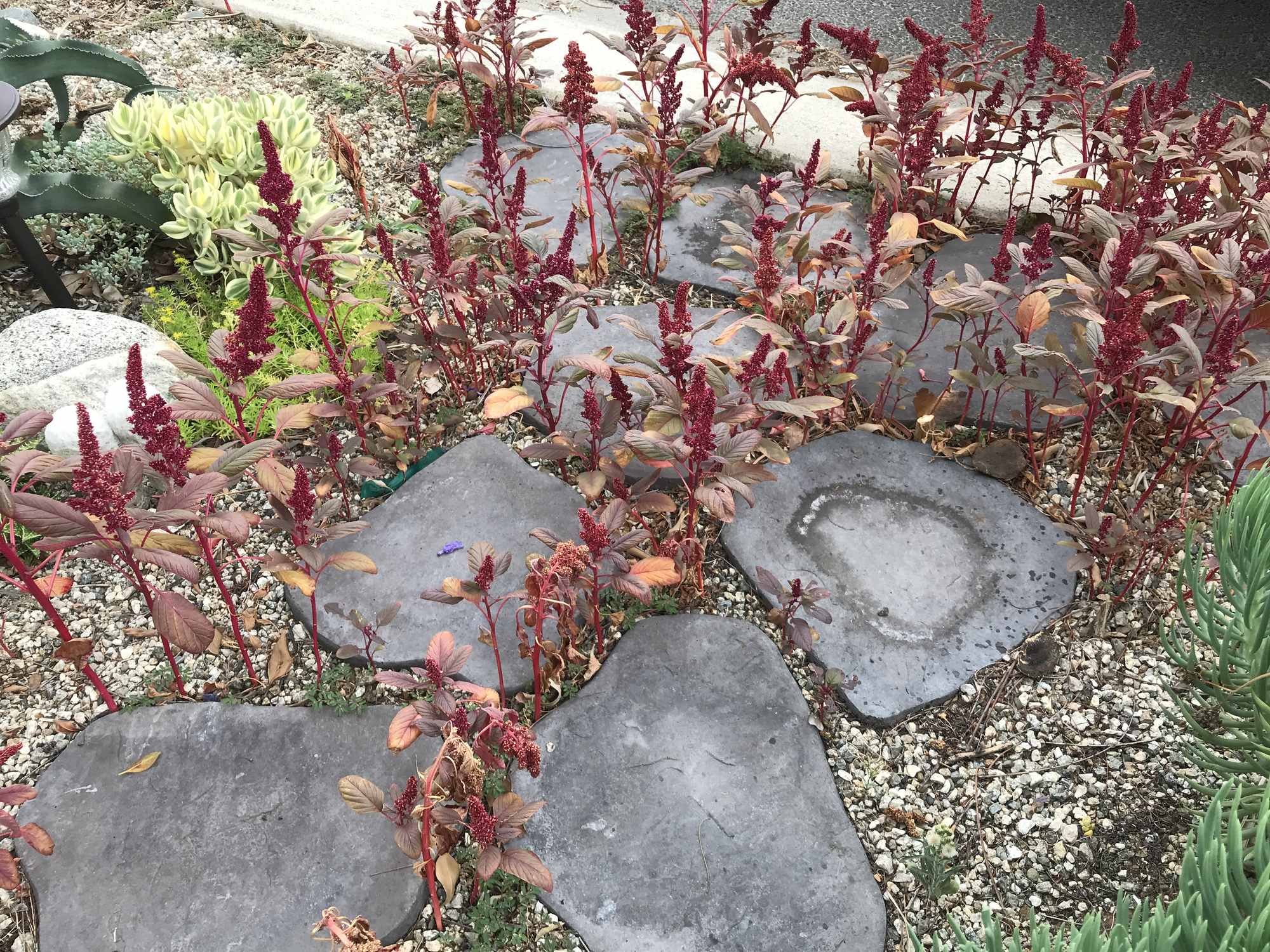 Amaranth Growing Between Foot Path Pavers