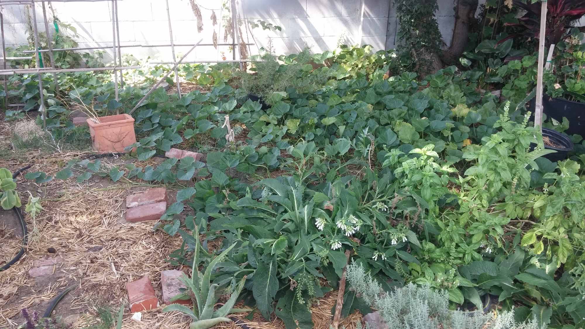 Backyard Food Forest Garden 01