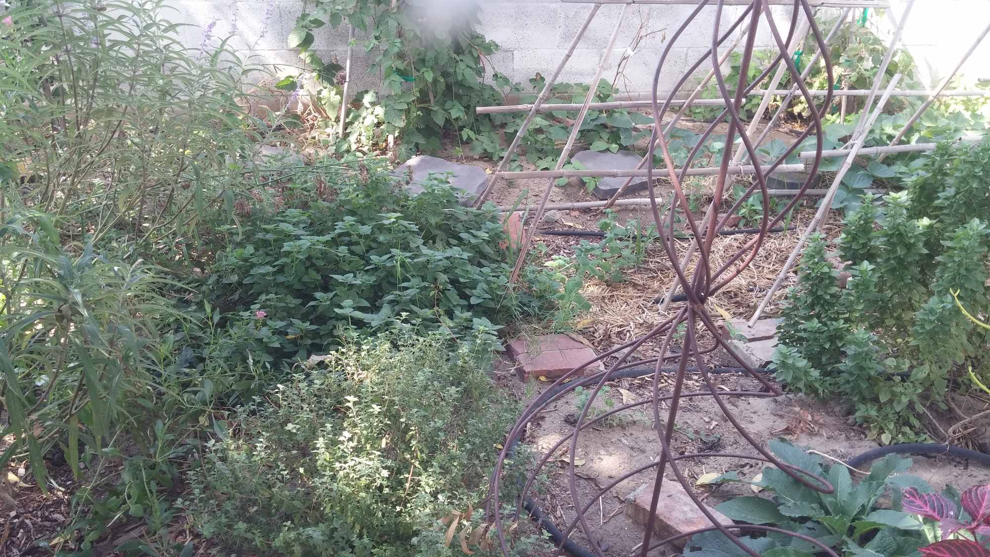 Backyard Food Forest Garden 02