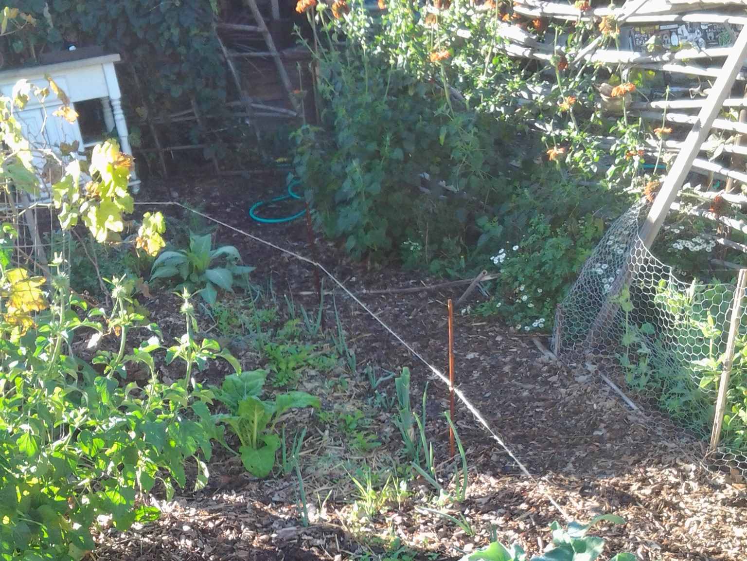 Backyard Food Forest Garden with Pond 01