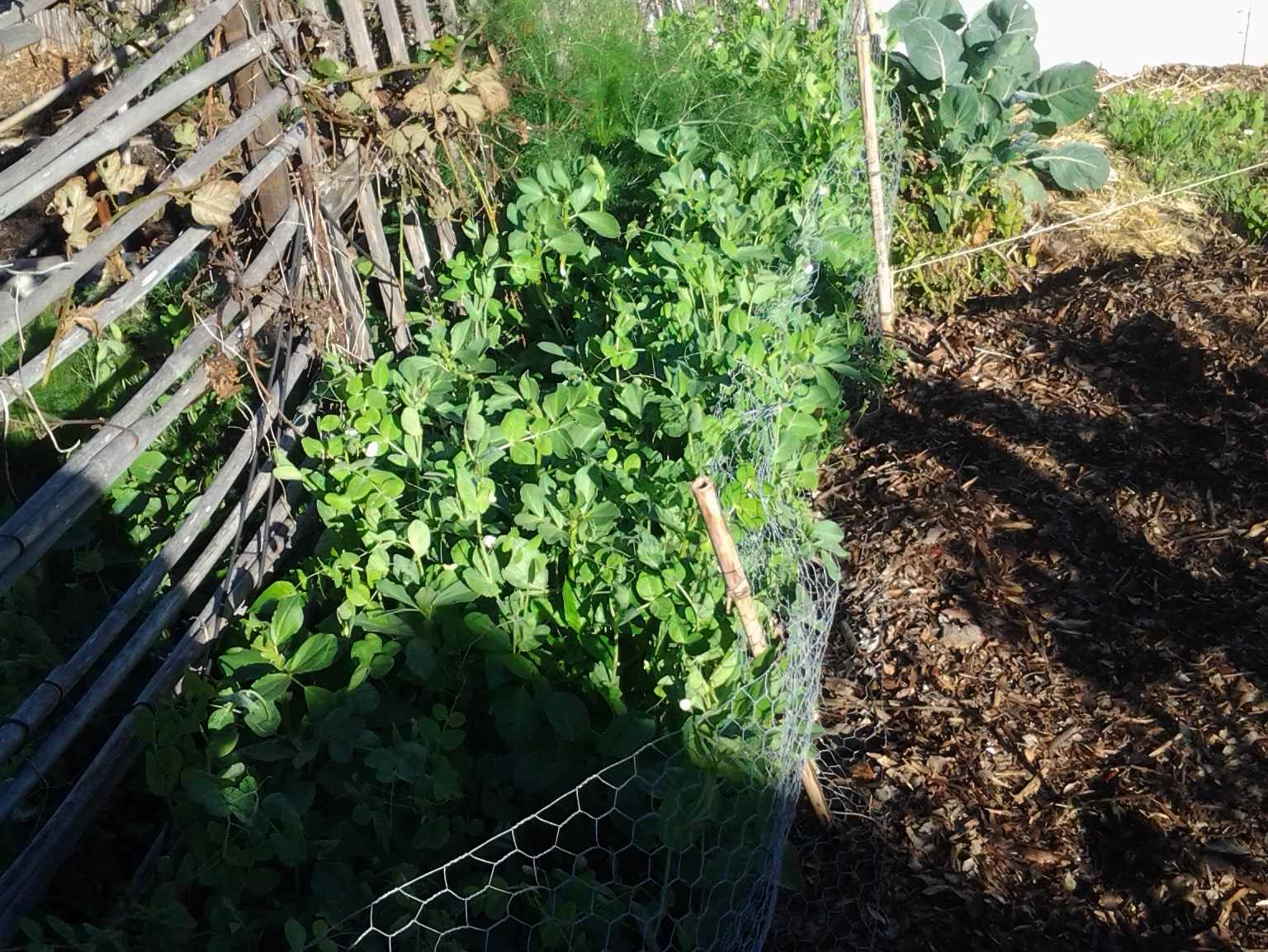 Backyard Food Forest Garden with Pond 02