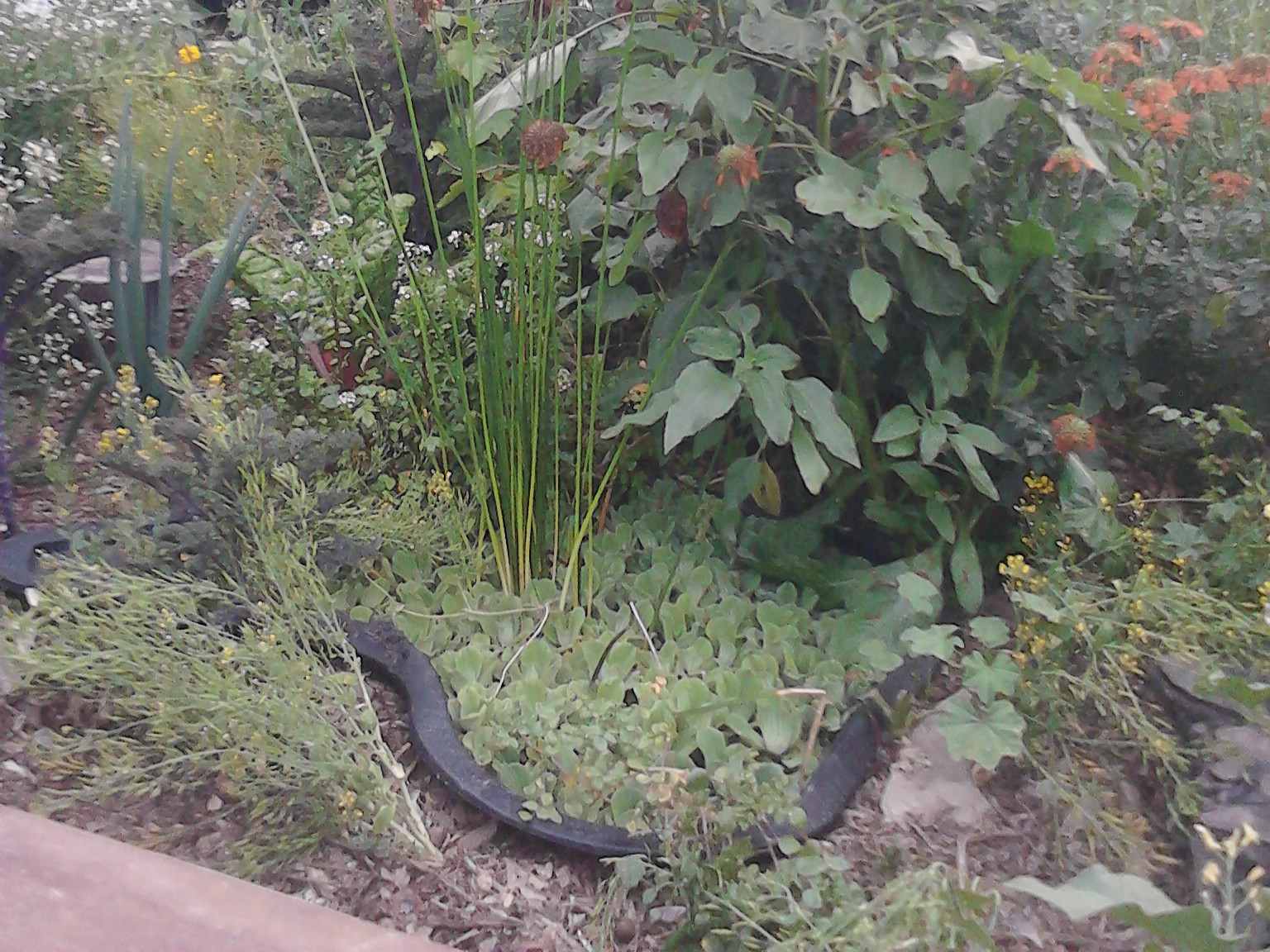 Backyard Food Forest Garden with Pond Plastic Shell Pond 02