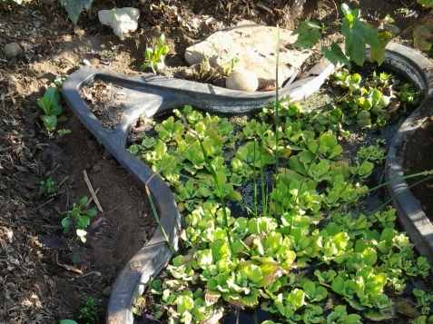 Backyard Food Forest Garden with Pond Plastic Shell Pond 03