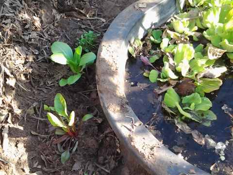 Backyard Food Forest Garden with Pond Plastic Shell Pond 04