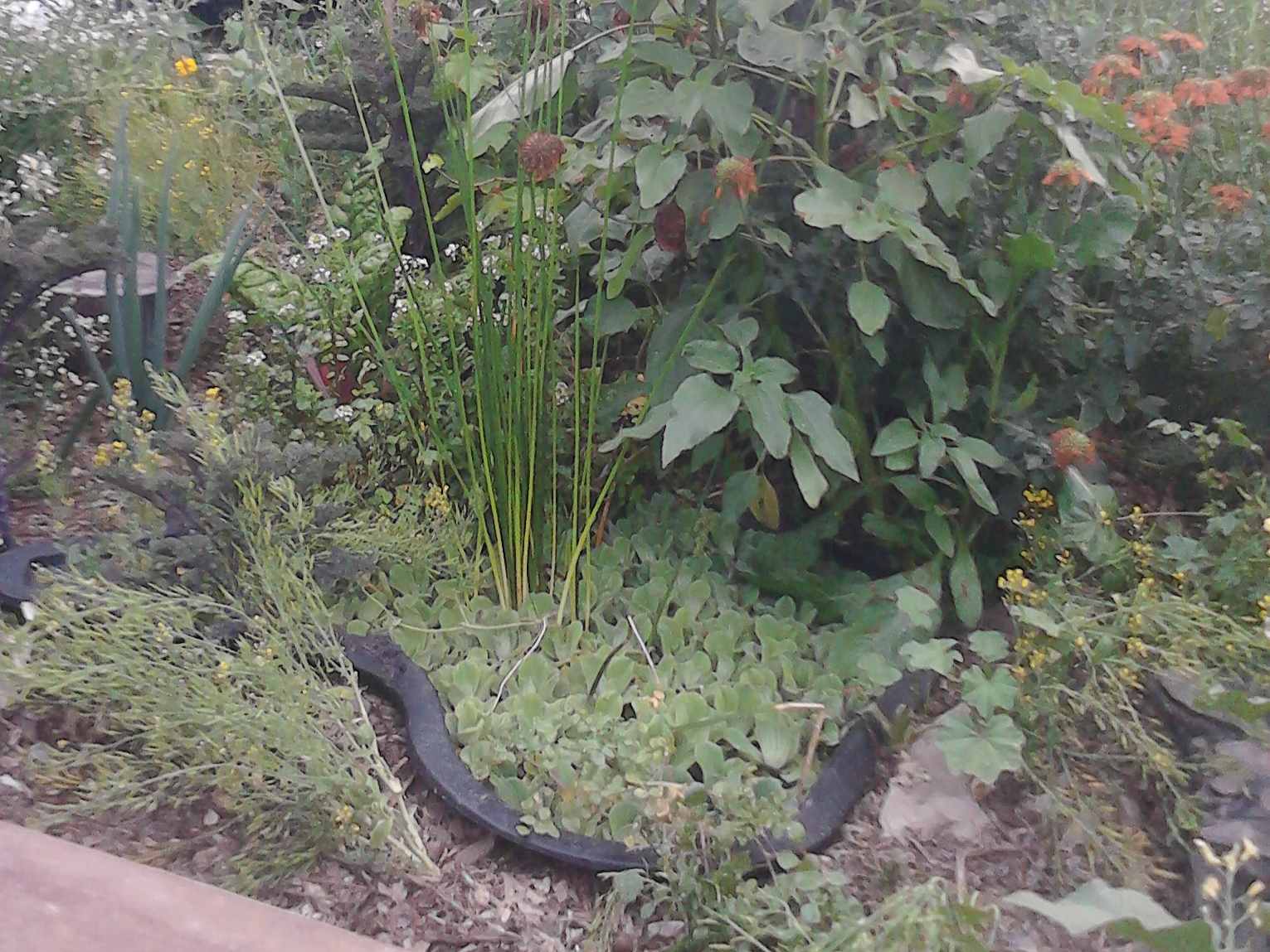 Backyard Food Forest Garden with Pond Plastic Shell Pond 06