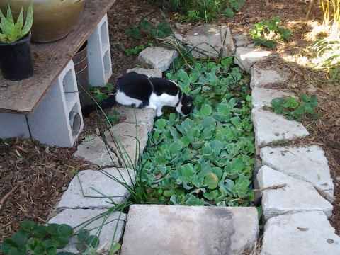 Backyard Food Forest Garden with Pond Plastic Shell Pond Cat Drinks From Pond