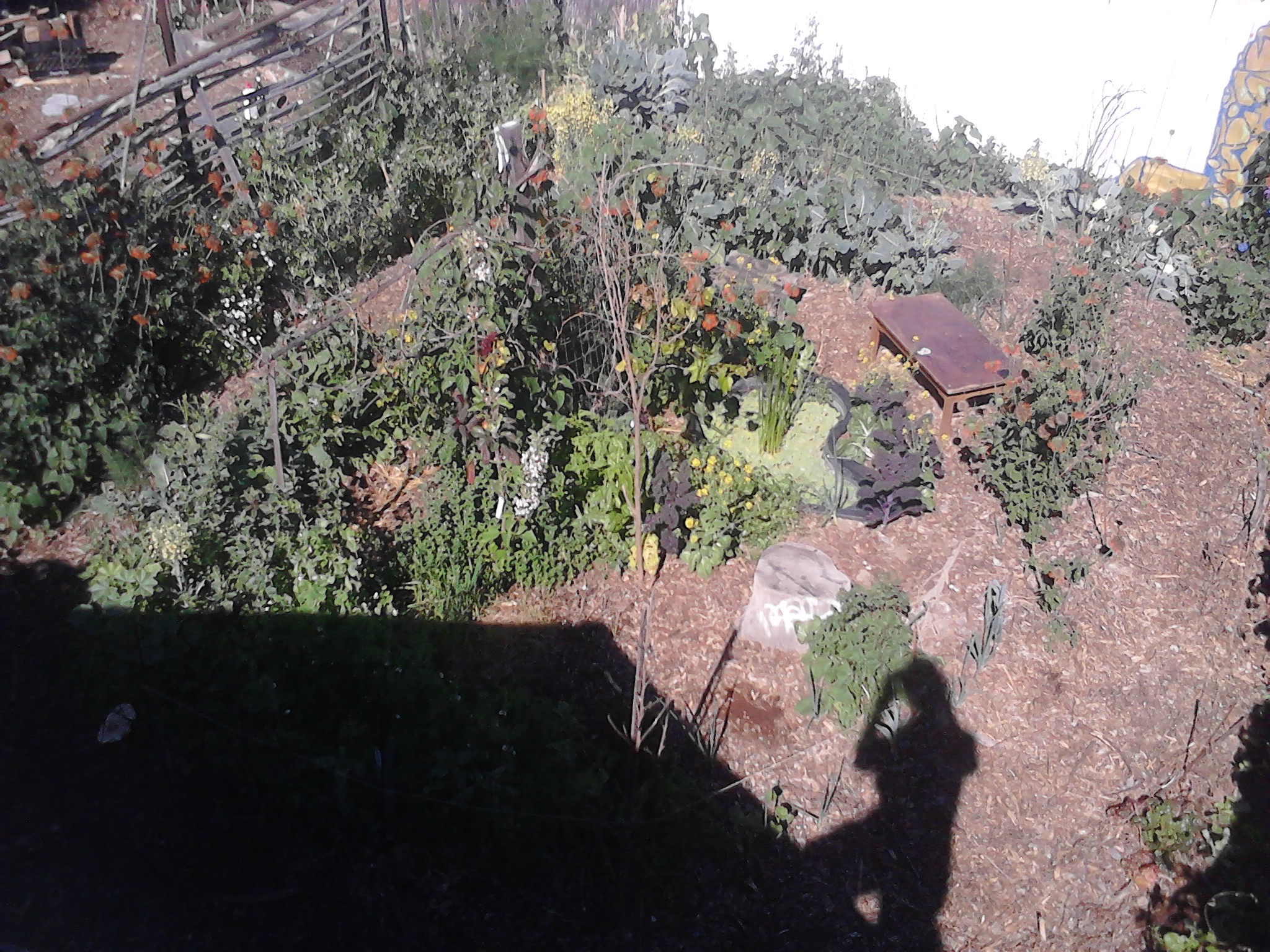 Backyard Food Forest Garden with Pond