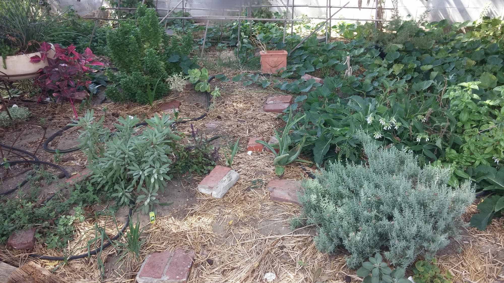 Backyard Food Forest Garden