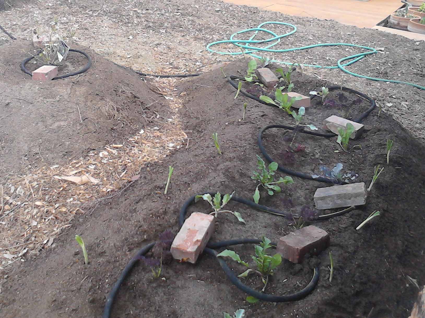 Backyard Soaker Hose Irrigation Systems