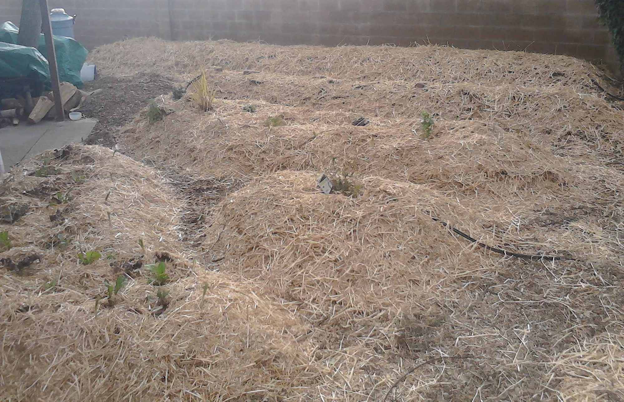 Backyard Straw Bale Mulch and Composting Projects