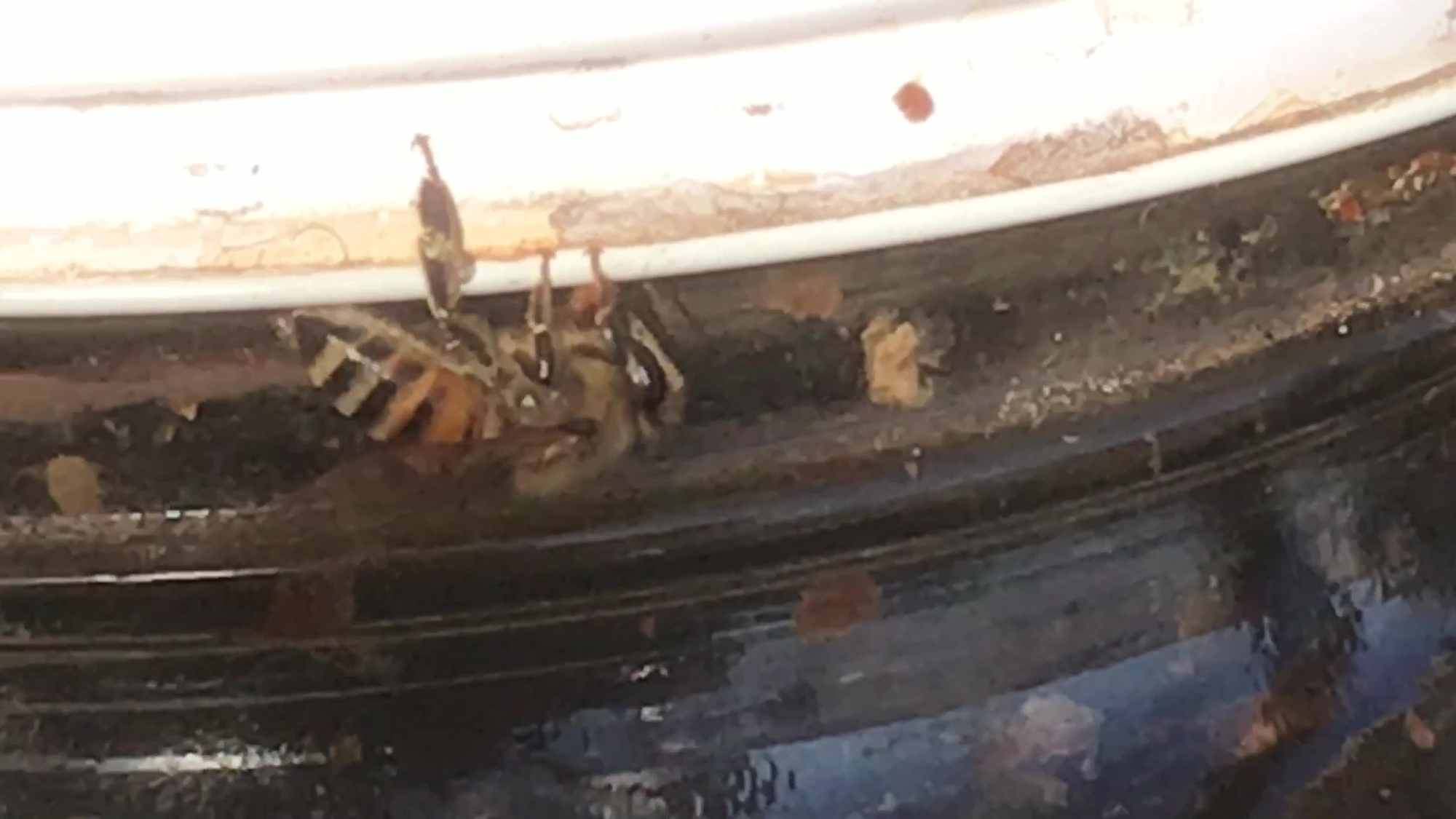 Bee On Honey Mead Wine Jar