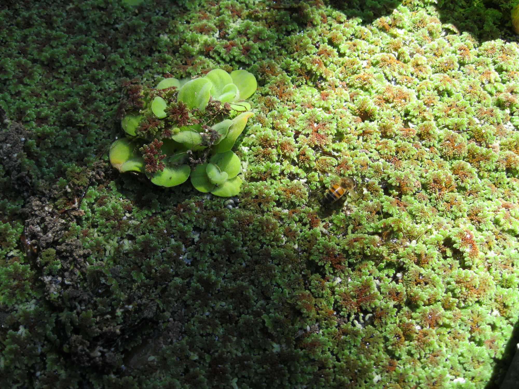 Bees-Drinking from Pond Surface on Duckweed and Azolla