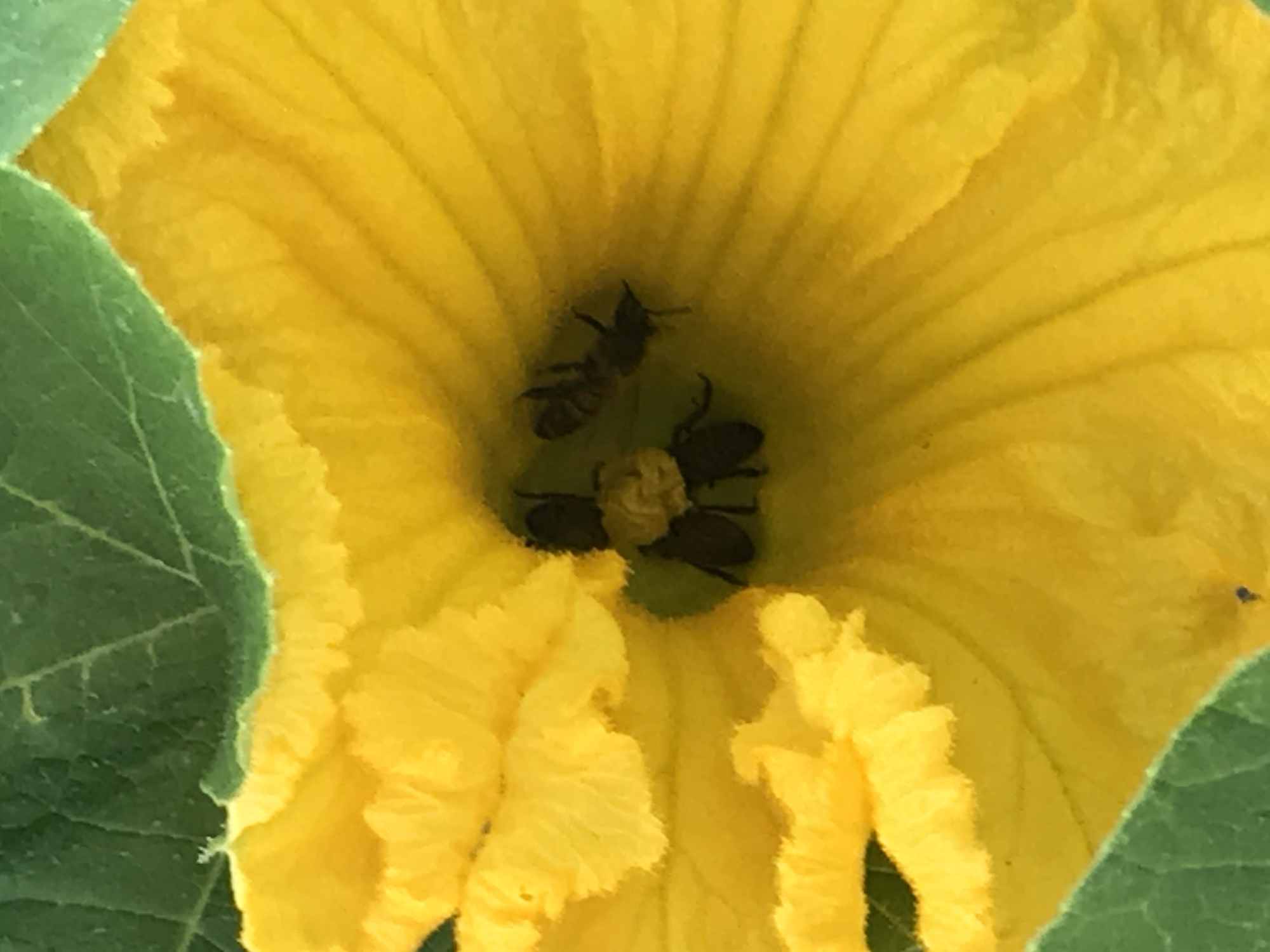 Bees in Pumpkin Flower