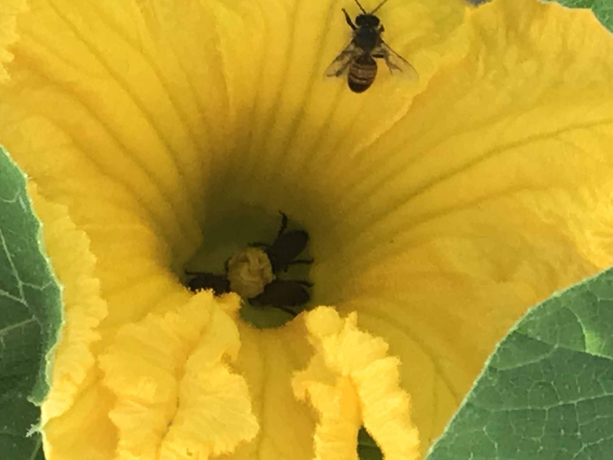 Bees in Pumpkin Flower