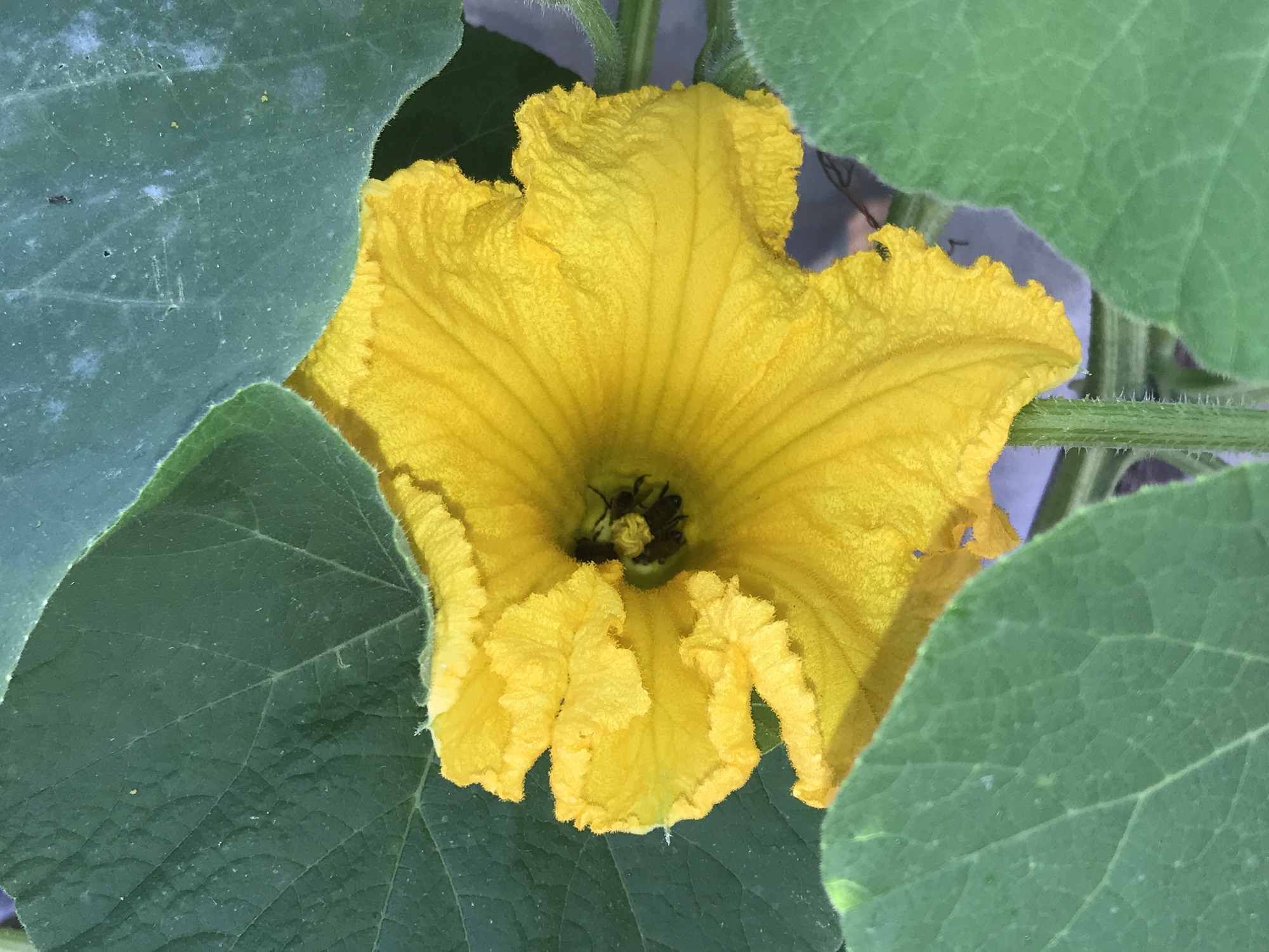 Bees in Pumpkin Flower