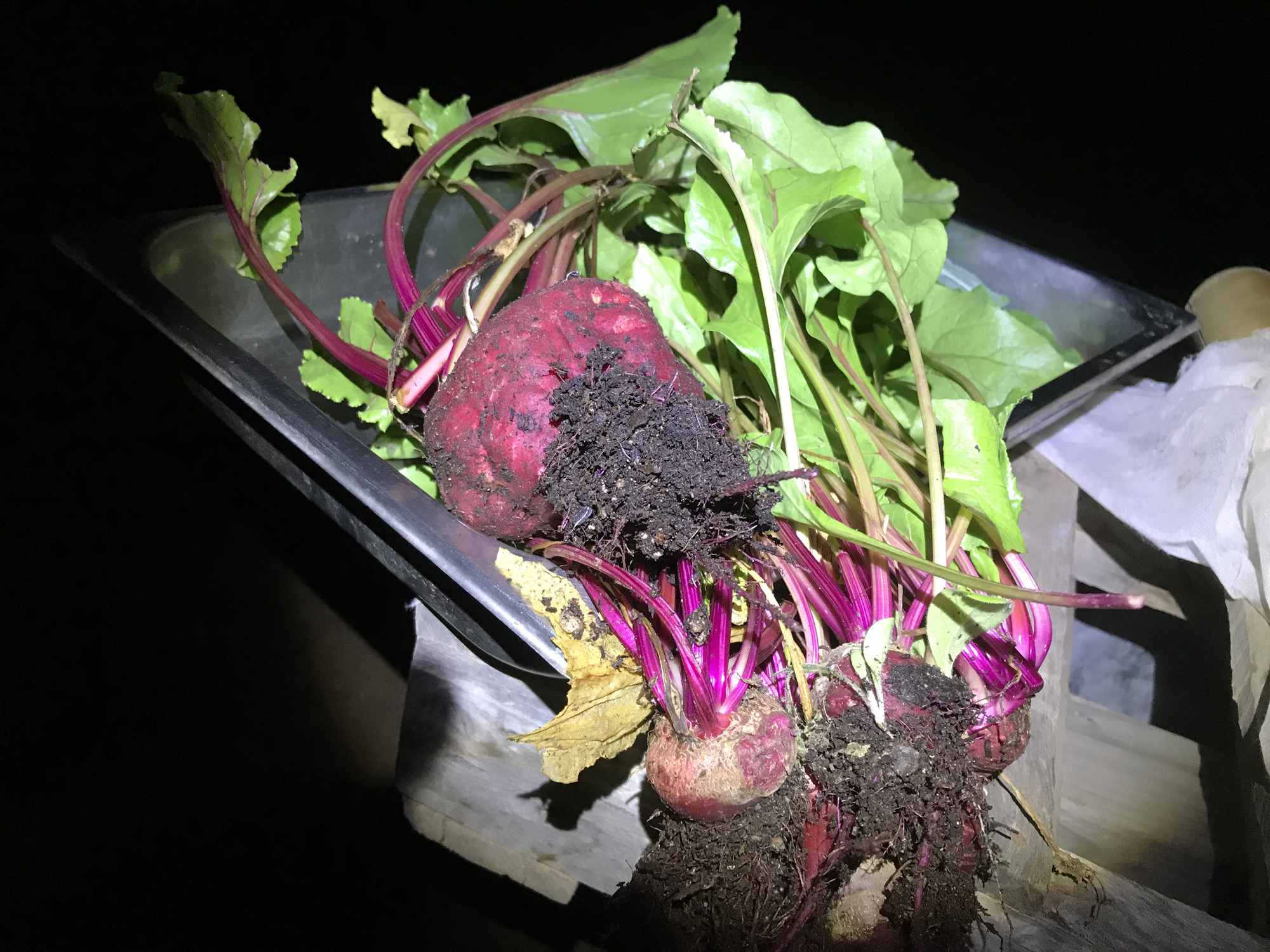 Beet Production 01