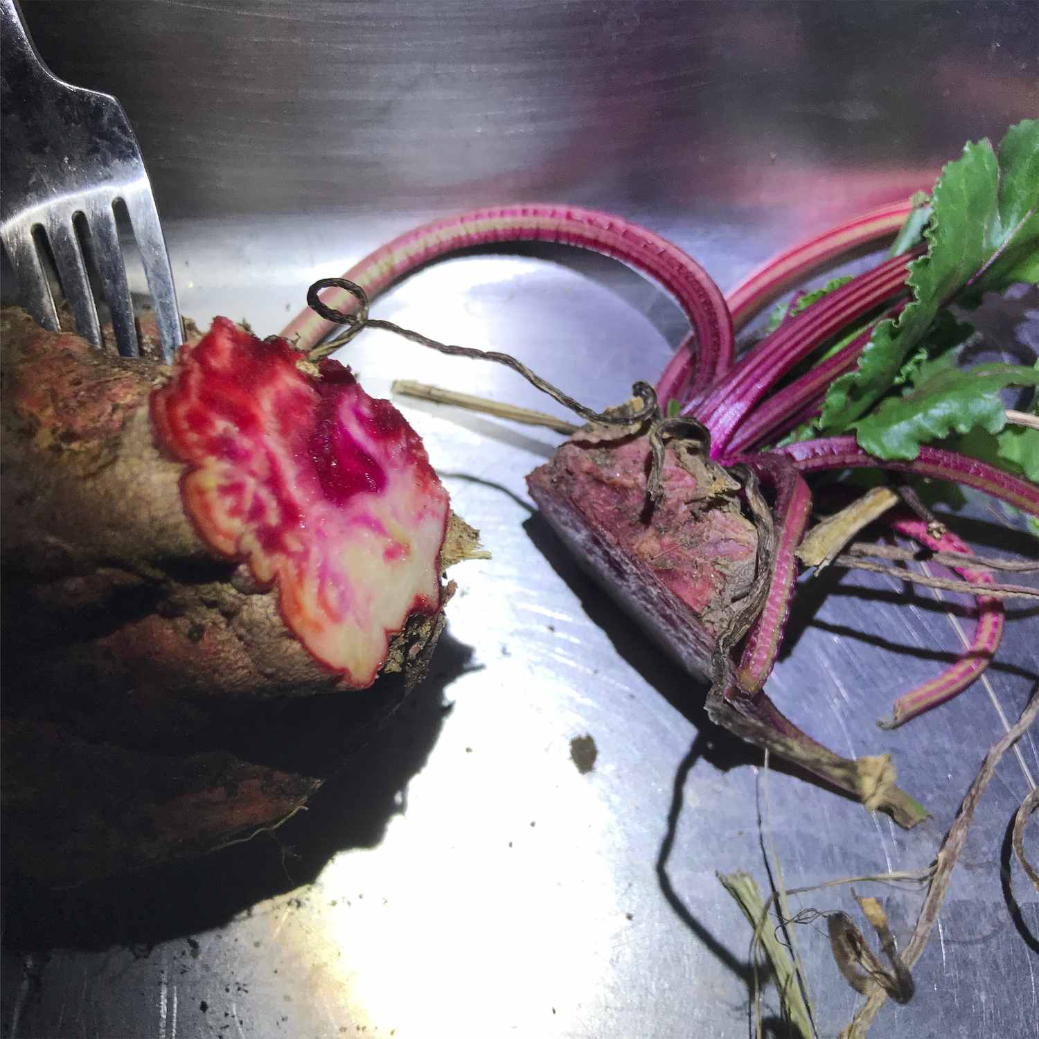 Beet Production 10