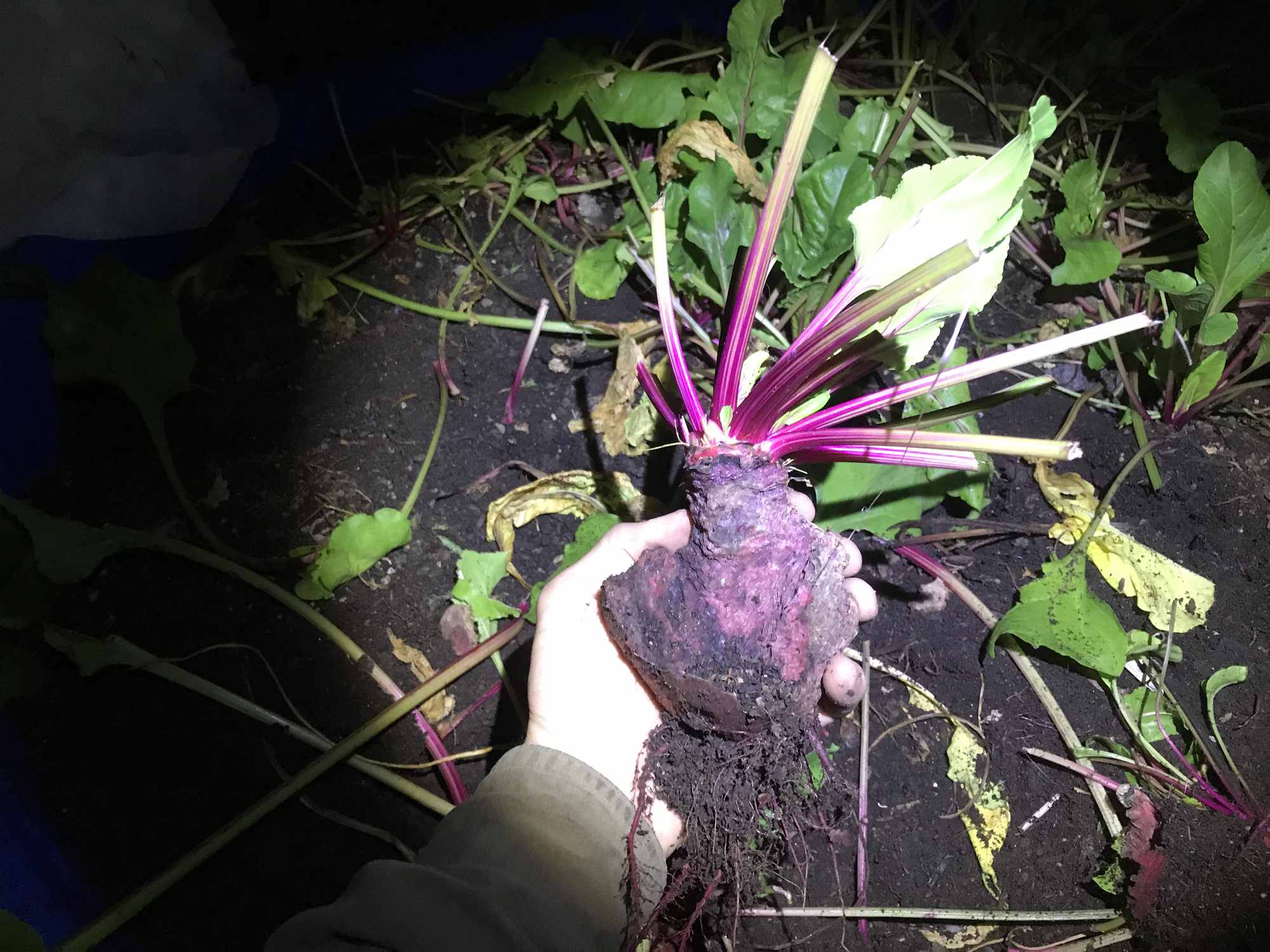 Beet Production