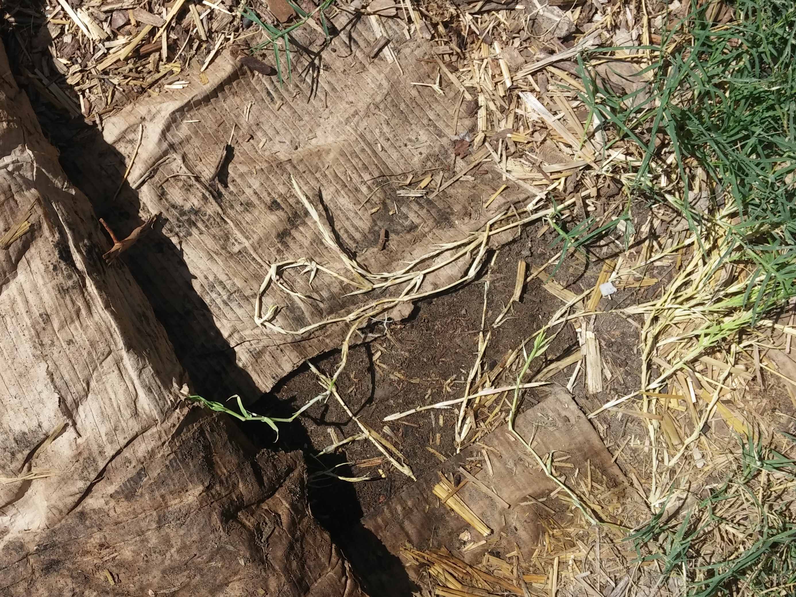 Bermuda Grass Killed By Cardboard Sheet Mulch