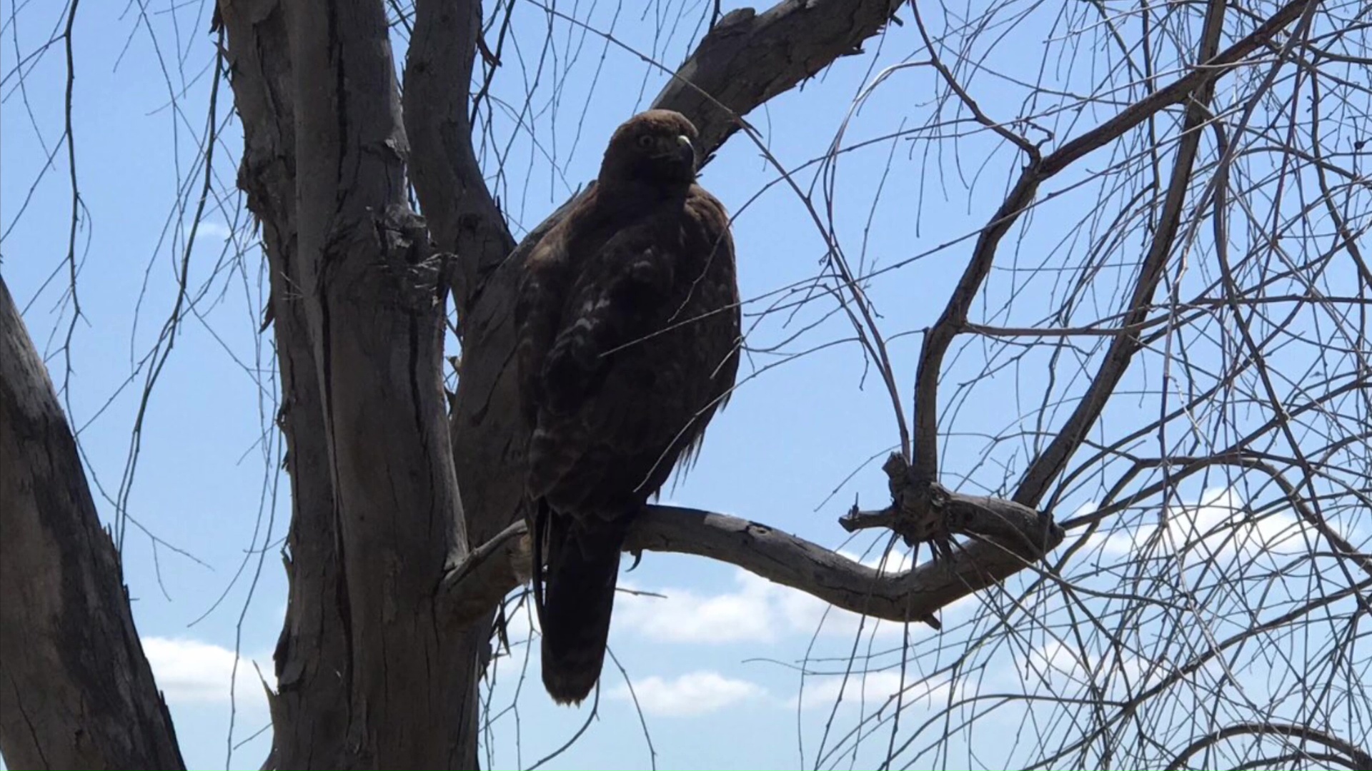 Bird In Tree