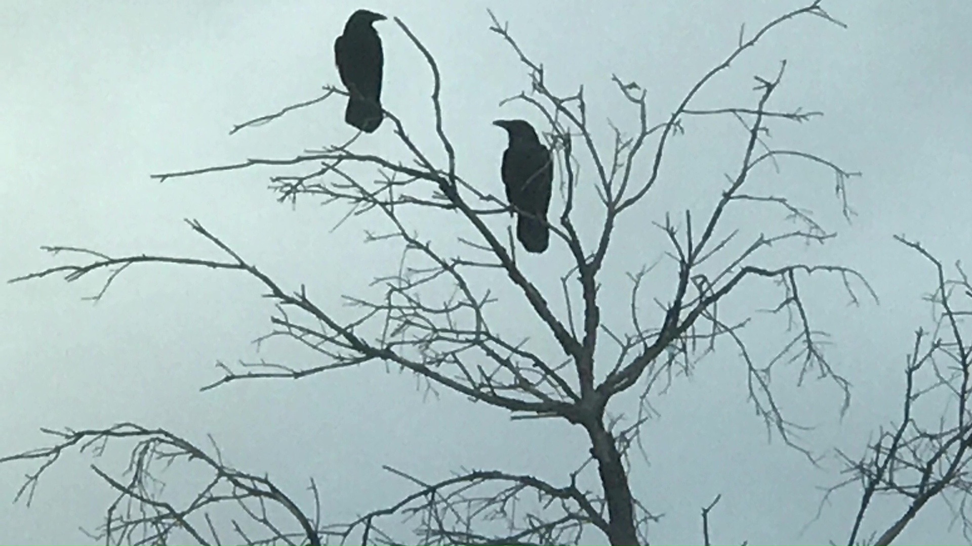 Birds In Tree