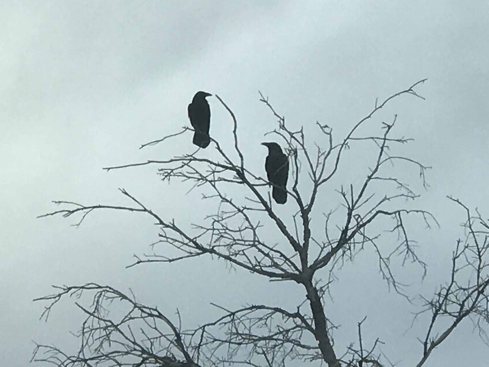 Birds in Tree