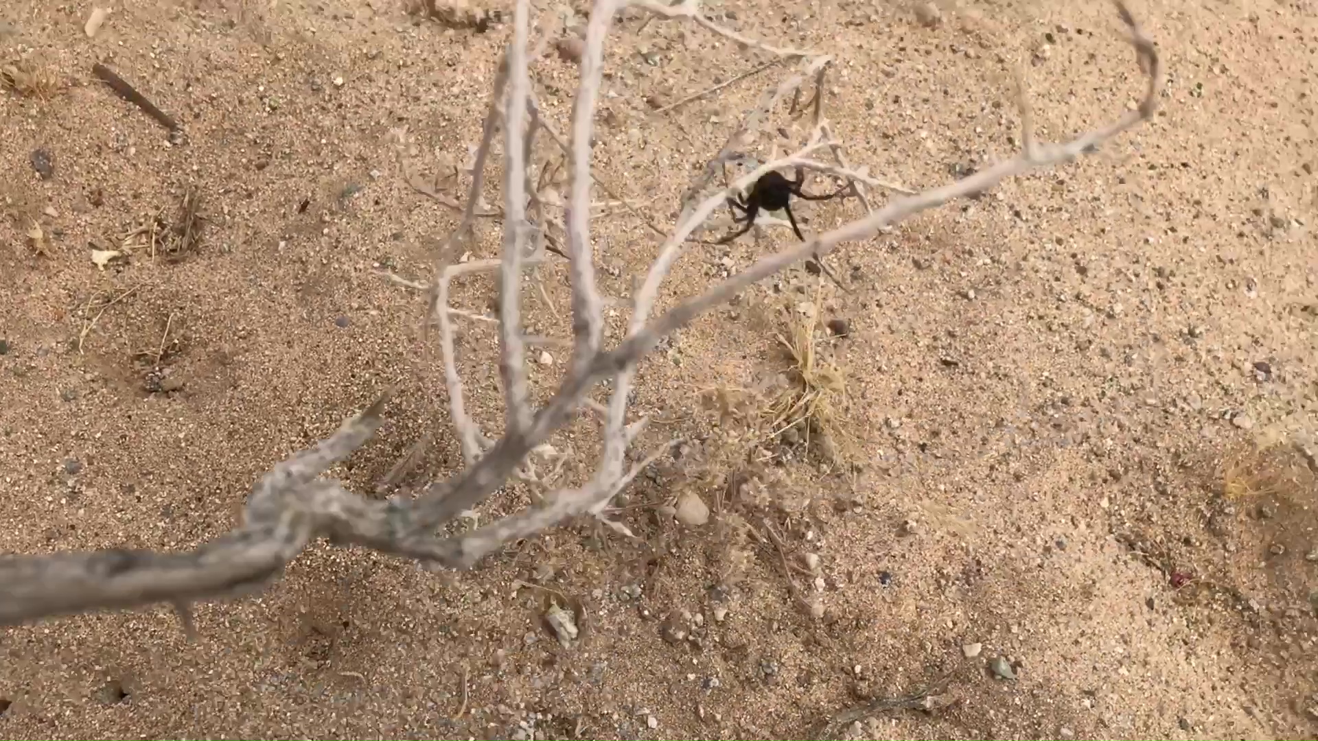 Black Widow Spider Rescue Operation in Daylight Crosses Paths With A Curious Friendly Lizard