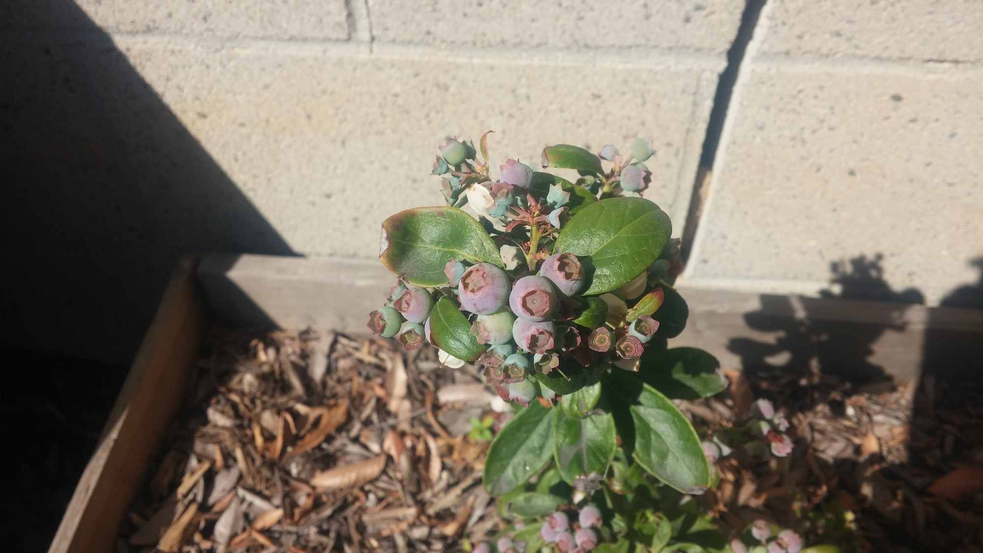 Blue Berry Plant in a Shelf